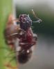 Camponotus ligniperda